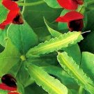 Super Seeds Tetragonolobus Purpureus 30 Pcs Of Pea With Winged Fruit Lotus Bocha