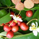 Super Seeds Muntingia Calabura Capulin 25 Pcs Sweet Fruit Tropical Fruit Tree
