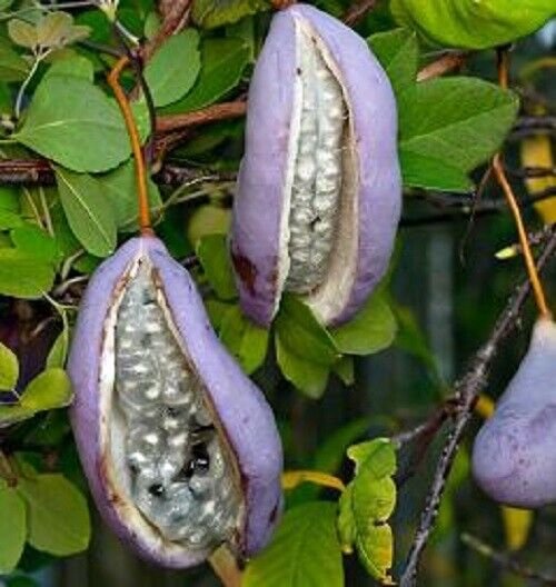 Super Seeds Smelling Chocolate Edible Fruit 6 Pcs Akebia Flower Climbing Plant