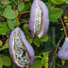 Super Seeds Smelling Chocolate Edible Fruit 6 Pcs Akebia Flower Climbing Plant