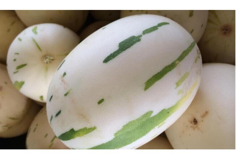 Super Seeds White Leopard Sweet Melon 10 Pcs Great Taste