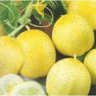 Super Seeds Cucumber Sativus Lemon Glass Cucumber Crystal Lemon 30 Pcs