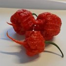 Super Seeds Spicier Than Carolina Reaper Chile Dragons Long Tail Breath 10 Pcs
