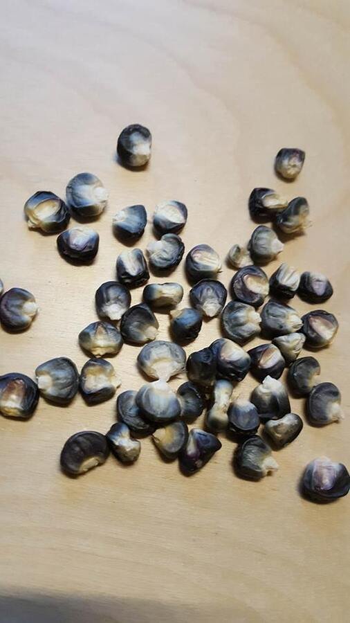 Super Seeds Aztec Black Corn 40 Pcs Garden Rare Variety
