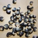 Super Seeds Aztec Black Corn 40 Pcs Garden Rare Variety