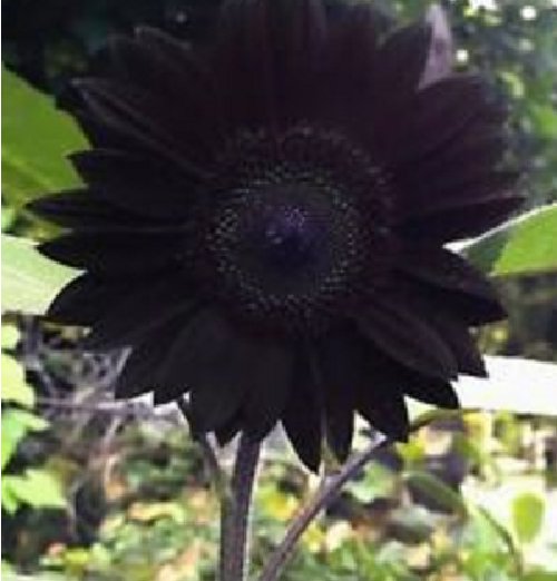 Super Seeds Black Sunflower Chocolate 20 Pcs Rare Variety