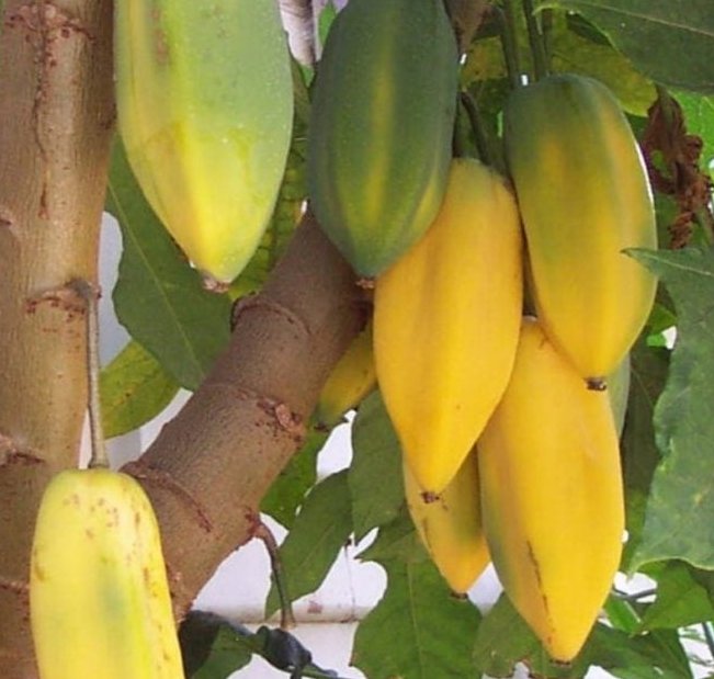 Super Seeds Cold Tolerant Mountain Papaya Pubescens Carica 25 Pcs Papayuela