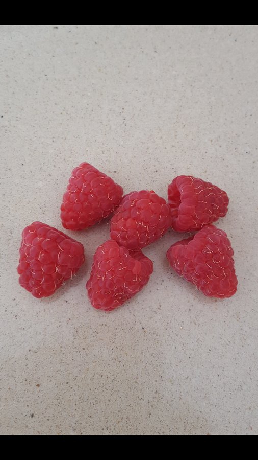 Super Seeds Raspberry Fruit Forest Seeds Raspberry Rubus 500 Pcs Vegetable Garden