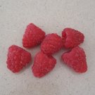 Super Seeds Raspberry Fruit Forest Seeds Raspberry Rubus 500 Pcs Vegetable Garden