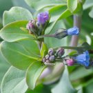 Super Seeds Mertensia Rigs Grass Edible With Flavour To Oyster 5 Pcs