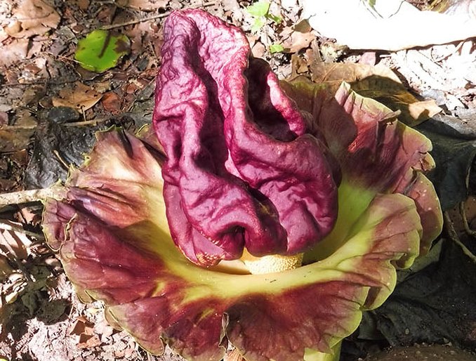 Super Seeds Amorphophallus Paeoniifolius Yam Elephant Edible Flower Giant 5 Pcs