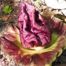 Super Seeds Amorphophallus Paeoniifolius Yam Elephant Edible Flower Giant 5 Pcs
