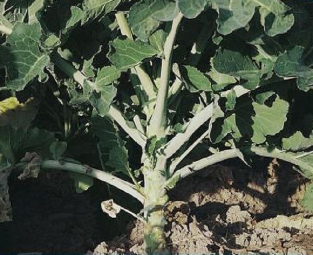 Super Seeds Galician Cabbage Cabbage Gigante Caballar 5000 Pcs Forage