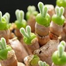 Super Seeds Monilaria Moniliforme 10 Pcs Rabbit Ear Rare Succulent