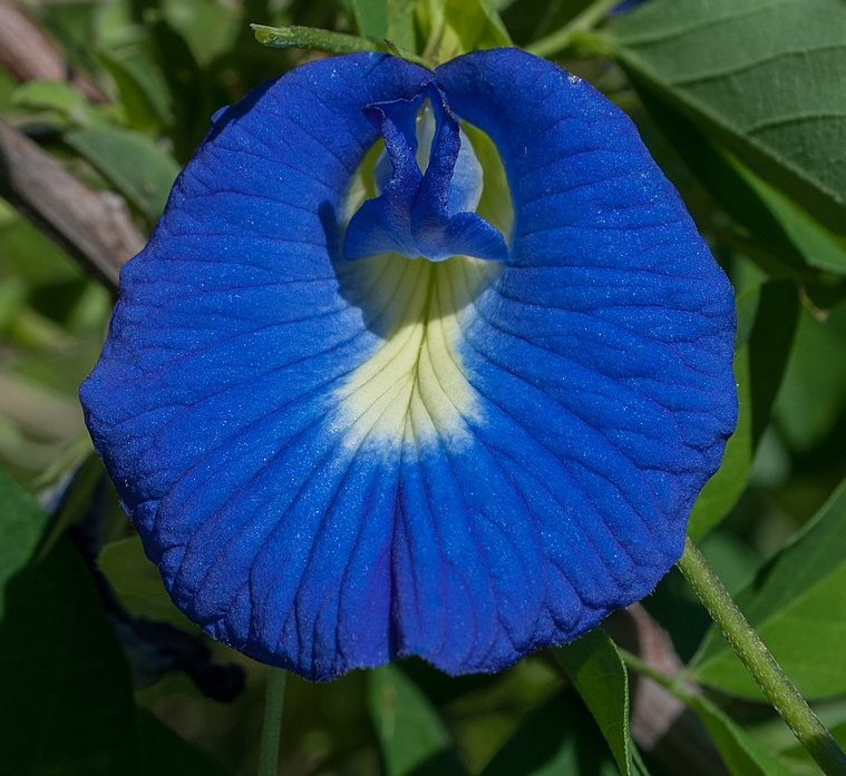 Super Seeds Clitoria Ternatea Blue Conchita Creeper Erotic Flowers Medicinal 50 Pcs