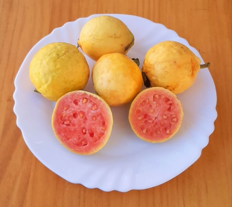 Super Seeds Guava Psidium Guajava 1000 Pcs