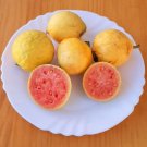 Super Seeds Guava Psidium Guajava 1000 Pcs