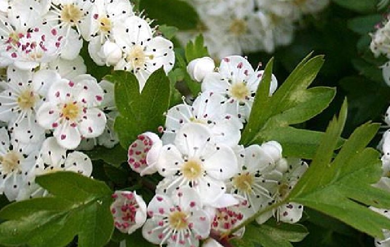 Super Seeds Crataegus Monogyna Hawthorn Ideal For Bonsai 30 Pcs