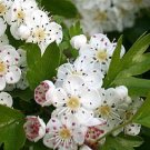 Super Seeds Crataegus Monogyna Hawthorn Ideal For Bonsai 30 Pcs
