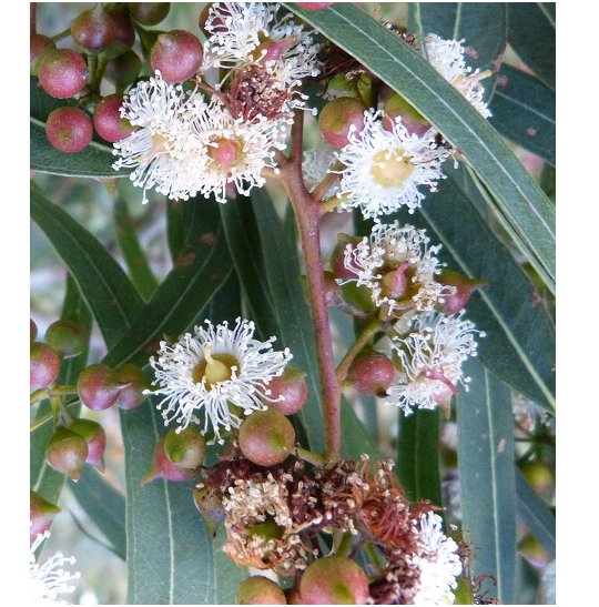 Super Seeds Eucalyptus Camaldulensis Eucalyptus Rojo 300 Pcs