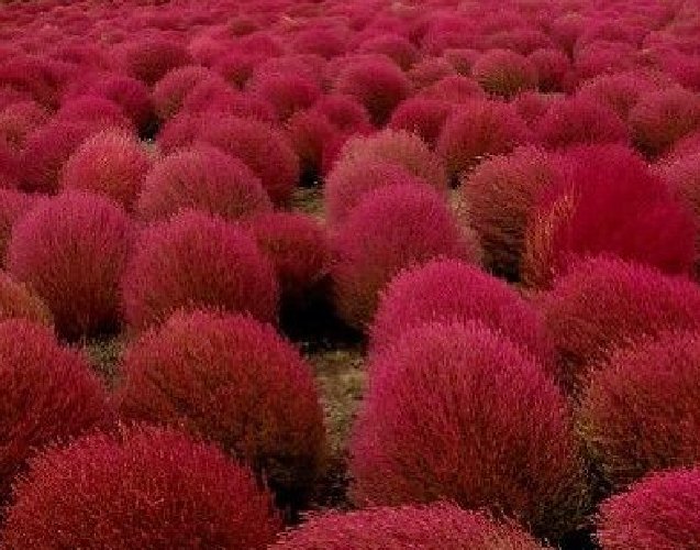 Super Seeds Bassia Scoparia Kochia False Cypress 200 Pcs