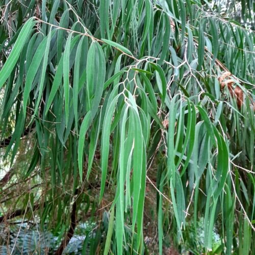 Super Seeds Agonis Flexuosa Mint Scent Tree 50 Pcs