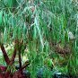 Super Seeds Agonis Flexuosa Mint Scent Tree 50 Pcs