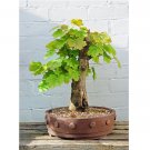 Super Seeds Platanus American Sycamore 30 Pcs