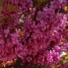 Super Seeds Cercis Siliquastrum Tree Of Love 120 Pcs