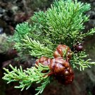 Super Seeds Cipres Semprevirens 60 Pcs Suitable For Bonsai