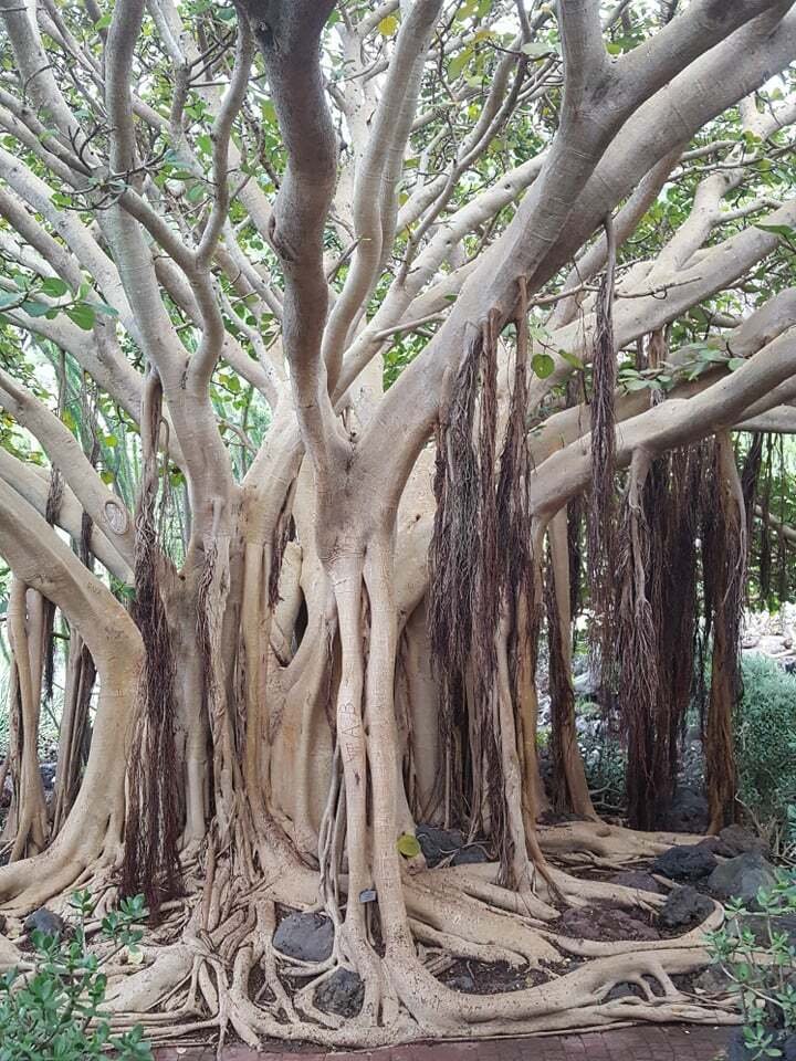 Super Seeds Sacred Fig Ficus Religiosa Peepal Tree 80 Pcs