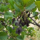 Super Seeds Alnus Glutinosa Alyssum 60 Pcs Bonsai