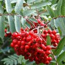 Super Seeds Sorbus Aucuparia Serbal De Cazador 30 Pcs