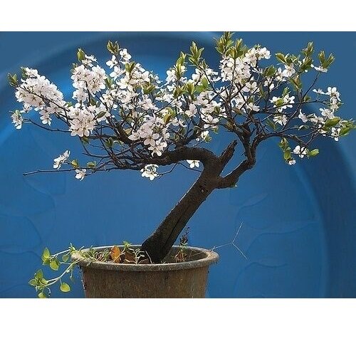 Super Seeds Arabic Cerezo From Santa Lucia Ideal Bonsai 15 Pcs