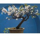 Super Seeds Arabic Cerezo From Santa Lucia Ideal Bonsai 15 Pcs