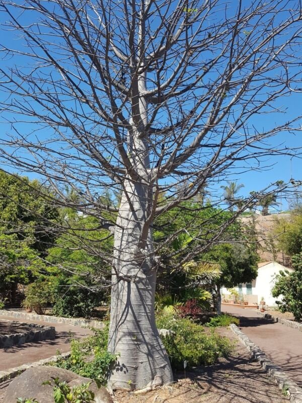Super Seeds Adansonia Digitata The Widest Tree In The World Baobab 7 Pcs
