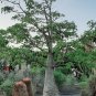Super Seeds Adansonia Digitata The Widest Tree In The World Baobab 7 Pcs