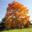 Super Seeds Acer Platanoides Yellow Tree 40 Pcs