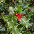 Super Seeds Ilex Christmas Holly 50 Pcs