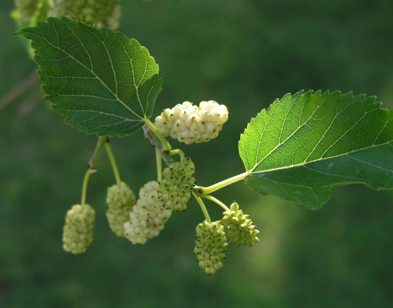Super Seeds Morus Alba White Mulberry 200 Pcs