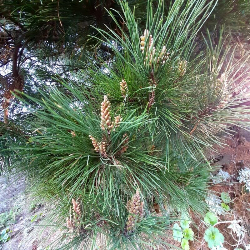 Super Seeds Pinus Halepensis Aleppo Pine 55 Pcs Suitable For Bonsai