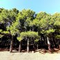 Super Seeds Pinus Halepensis Aleppo Pine 55 Pcs Suitable For Bonsai