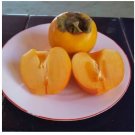 Super Seeds Diospyros Kaki Japanese Persimmon Khaki Persimmon 10 Pcs