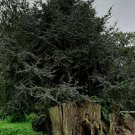 Super Seeds Cedrus Libani Ideal Bonsai Lebanon Cedar 12 Pcs