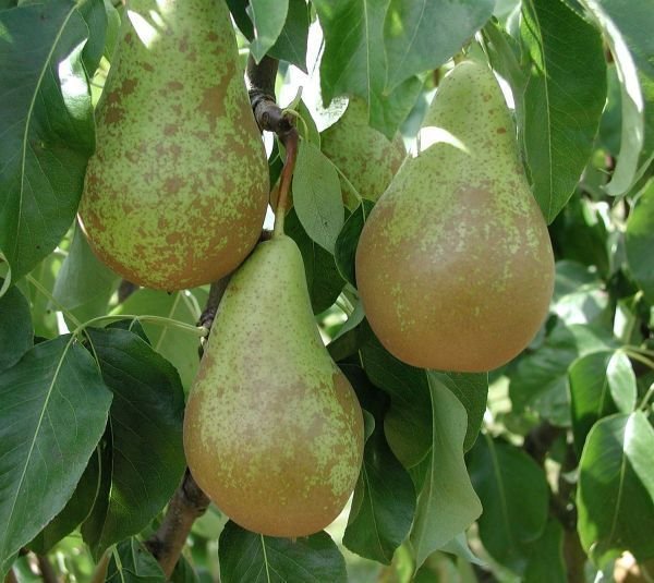 Super Seeds Wild Pear Tree Pyrus Communis Bonsa 20 Pcs