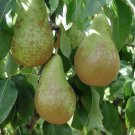 Super Seeds Wild Pear Tree Pyrus Communis Bonsa 20 Pcs