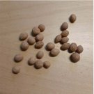 Super Seeds Jujube Ziziphus Lotus Edible Fruit 5 Pcs