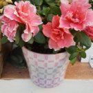 Super Seeds Pink Rhododendron Azalea 100 Pcs Bonsai Seeds