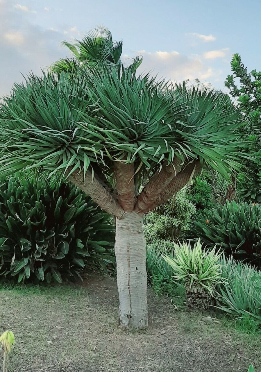 Super Seeds Dragon Tree Dracaena Draco Fresh 10 Pcs