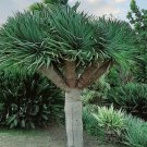 Super Seeds Dragon Tree Dracaena Draco Fresh 10 Pcs